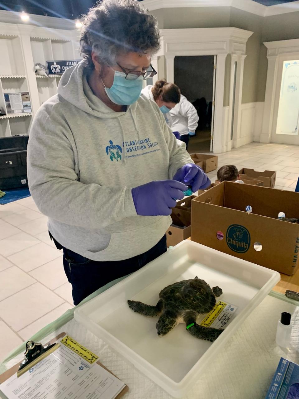 Cold-Stunned Turtles Triaged in Westhampton Beach | The East Hampton Star